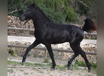 Menorquín, Semental, 2 años, 152 cm, Negro