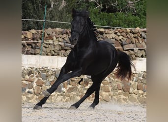 Menorquín, Semental, 2 años, 152 cm, Negro