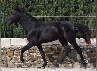 Menorquín, Semental, 2 años, 152 cm, Negro