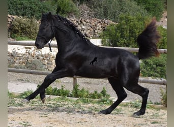 Menorquín, Semental, 2 años, 152 cm, Negro