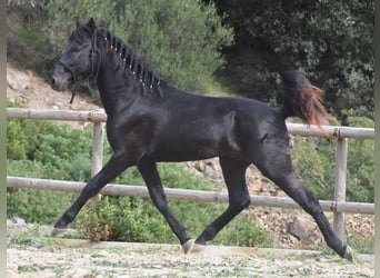 Menorquín, Semental, 2 años, 152 cm, Negro