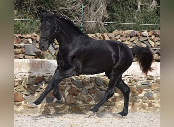 Menorquín, Semental, 2 años, 152 cm, Negro