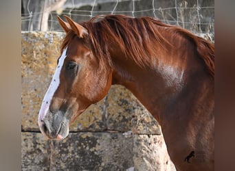 Menorquín, Semental, 2 años, 153 cm, Alazán