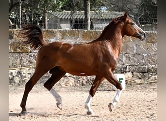 Menorquín, Semental, 2 años, 153 cm, Alazán