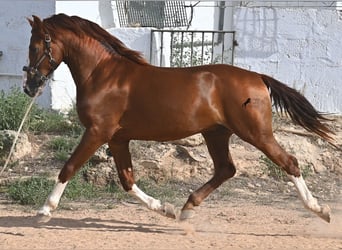 Menorquín, Semental, 2 años, 153 cm, Alazán