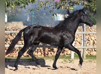 Menorquín, Semental, 2 años, 153 cm, Negro