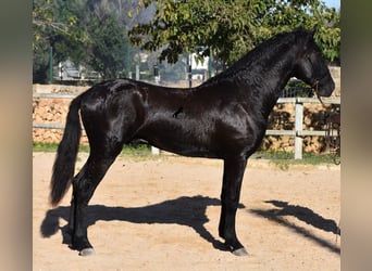 Menorquín, Semental, 2 años, 153 cm, Negro