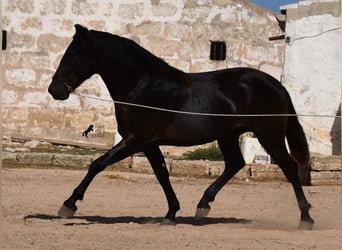 Menorquín, Semental, 2 años, 158 cm, Negro