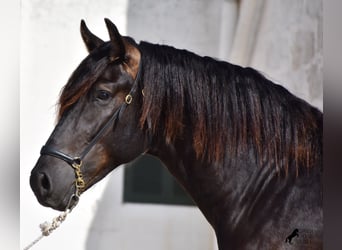 Menorquín, Semental, 2 años, 158 cm, Negro