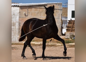 Menorquín, Semental, 2 años, 158 cm, Negro