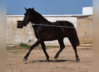 Menorquín, Semental, 2 años, 158 cm, Negro