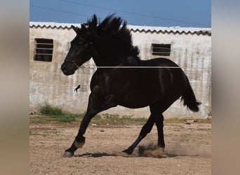 Menorquín, Semental, 2 años, 158 cm, Negro