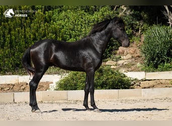 Menorquín, Semental, 2 años, 158 cm, Negro