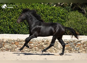 Menorquín, Semental, 2 años, 158 cm, Negro