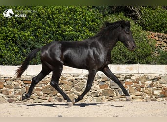 Menorquín, Semental, 2 años, 158 cm, Negro