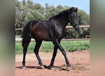Menorquín, Semental, 2 años, 159 cm, Negro