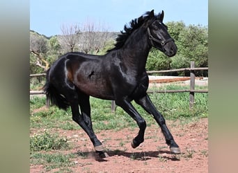 Menorquín, Semental, 2 años, 159 cm, Negro