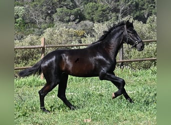 Menorquín, Semental, 2 años, 159 cm, Negro