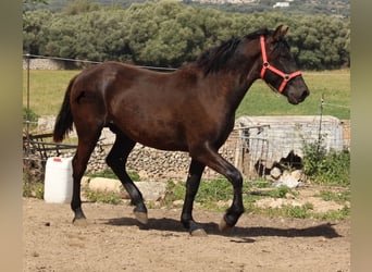Menorquín, Semental, 2 años, 160 cm, Negro