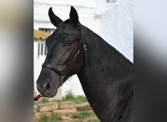 Menorquín, Semental, 2 años, 160 cm, Negro