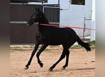 Menorquín, Semental, 2 años, 160 cm, Negro