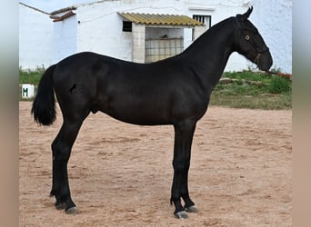 Menorquín, Semental, 2 años, 160 cm, Negro