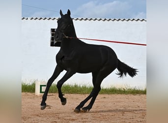 Menorquín, Semental, 2 años, 160 cm, Negro