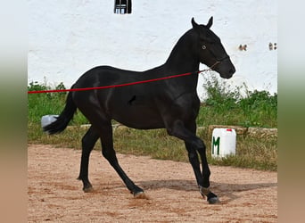 Menorquín, Semental, 2 años, 160 cm, Negro