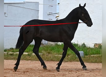 Menorquín, Semental, 2 años, 160 cm, Negro