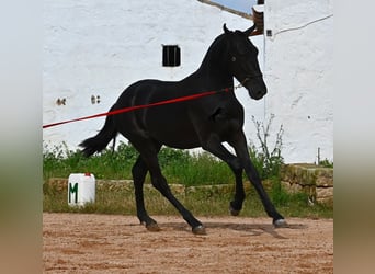Menorquín, Semental, 2 años, 160 cm, Negro