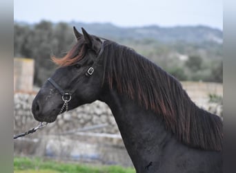 Menorquín, Semental, 2 años, 160 cm, Negro