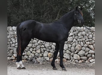 Menorquín, Semental, 2 años, 160 cm, Negro