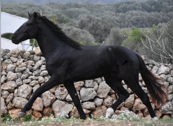 Menorquín, Semental, 2 años, 160 cm, Negro