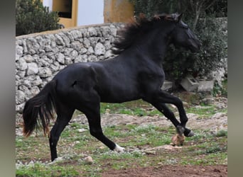 Menorquín, Semental, 2 años, 160 cm, Negro