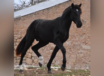 Menorquín, Semental, 2 años, 160 cm, Negro