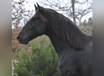 Menorquín, Semental, 2 años, 160 cm, Negro