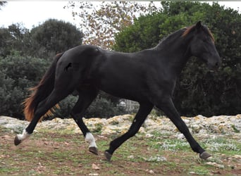 Menorquín, Semental, 2 años, 160 cm, Negro