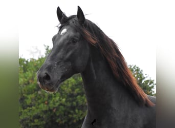 Menorquín, Semental, 2 años, 160 cm, Negro