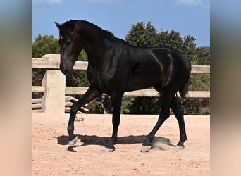 Menorquín, Semental, 2 años, 160 cm, Negro