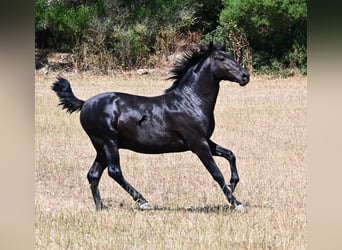 Menorquín, Semental, 2 años, 160 cm, Negro