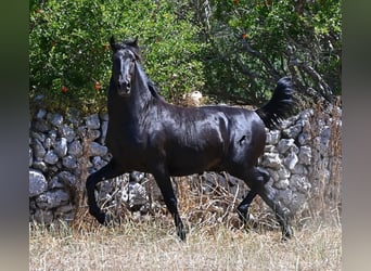 Menorquín, Semental, 2 años, 160 cm, Negro