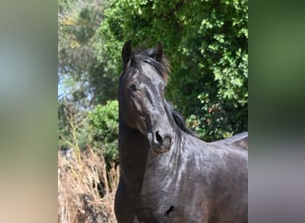 Menorquín, Semental, 2 años, 160 cm, Negro