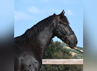 Menorquín, Semental, 2 años, 160 cm, Negro