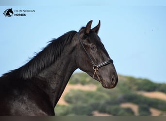 Menorquín, Semental, 2 años, 162 cm, Negro