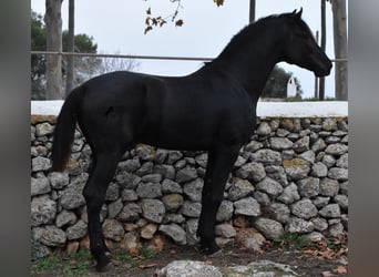 Menorquín, Semental, 2 años, 162 cm, Negro