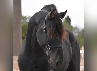 Menorquín, Semental, 2 años, 162 cm, Negro