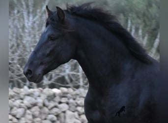 Menorquín, Semental, 2 años, 162 cm, Negro