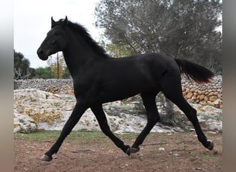 Menorquín, Semental, 2 años, 162 cm, Negro