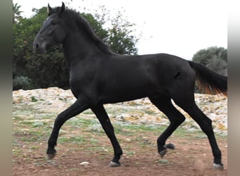 Menorquín, Semental, 2 años, 162 cm, Negro