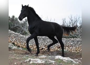 Menorquín, Semental, 2 años, 162 cm, Negro